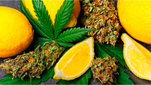 Understanding Terpenes: What is Limonene?