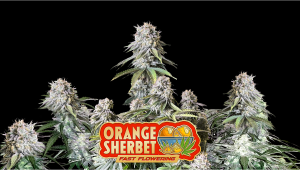 Orange Sherbet FF Cannabis Strain Week-by-Week Guide