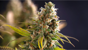 What is Autoflowering Cannabis? A Fast Buds Primer