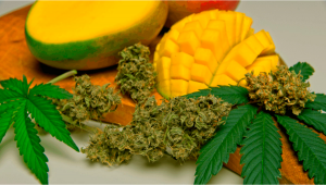 Understanding Terpenes: What is Myrcene?