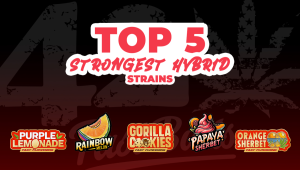 Top 5 Strongest Hybrid Strains