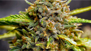 Strain History: Northern Lights