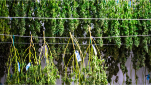 The Ultimate and Exhaustive Guide to Mastering Cannabis Drying: Perfecting Drying Room Conditions and Techniques