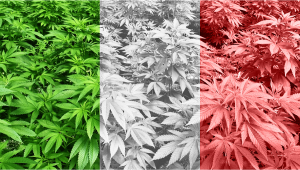 Outdoor Cannabis Grow in Italy: Week-by-Week Guide