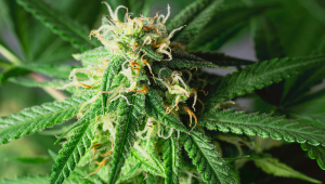 9 Mistakes To Avoid When Growing Autoflowering Cannabis