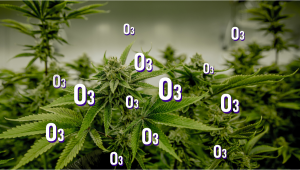 Ozone Generators For Indoor Cannabis