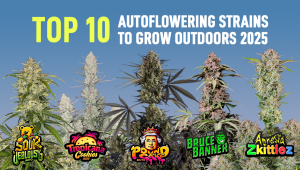 Top 10 Autoflowering Strains To Grow Outdoors (2025)