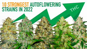 Top 10 der stärksten Autoflowering Strains 2022