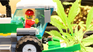 LEGO sólo utilizará plástico de cáñamo dentro de 10 años