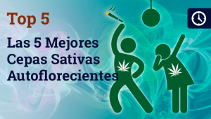 Las 5 Mejores Cepas Sativas Autoflorecientes