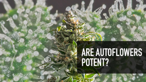 Sind Autoflower Strains potent?