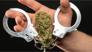 Spotlight On: Last Prisoner Project Highlights Injustice Of Cannabis Prosecution