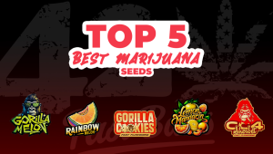 Top 5 Best Marijuana Seeds