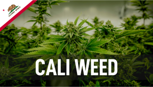 Cali Weed: Hochwertiges Cannabis aus Kalifornien