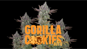 Gorilla Cookies Auto: guía semanal de la variedad