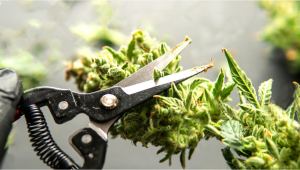 Trimming Guide: How To Trim Your Cannabis Flowers