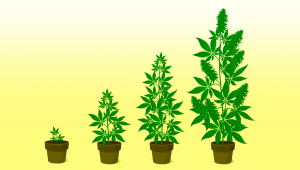 The Ultimate Guide to Growing Autoflowering Cannabis: A Comprehensive Step-by-Step Guide