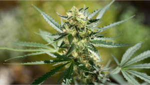 Northern Lights Auto Cannabis Strain Průvodce týden po týdnu