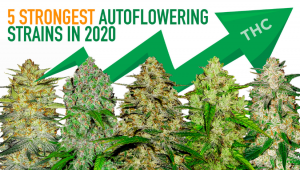 Les 5 souches autoflorissantes les plus fortes en 2020