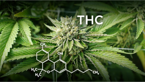 How to Increase THC in your Cannabis Plants?