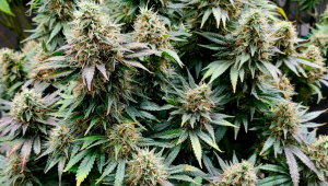 Power Plant Cannabis Strain Week-by-Week Guide