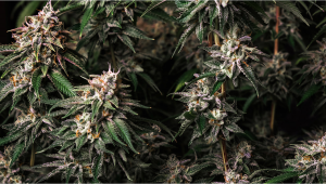 Girl Scout Cookies Auto Cannabis Strain Week-by-Week Guide