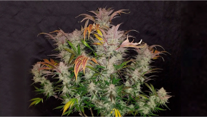 Cookies Kush Cannabis Strain Week-by-Week Guide