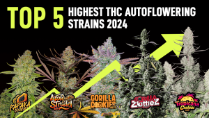 Top 5 Highest THC Autoflowering Strains 2024