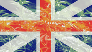 Top 10 der besten Outdoor-Autoflower-Samen aus dem UK 2020