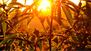 Can I grow Autoflowering Cannabis Outdoors?