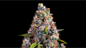 Strawberry Cheesecake Auto Cannabis Strain Week-by-Week Guide