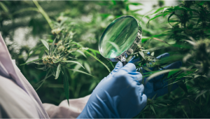 Top Tips On How To Sex Plants