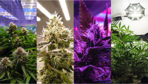 Best Light Spectrum to Grow Autoflowers