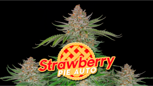 Strawberry Pie Auto Cannabis Strain Woche für Woche - Anleitung