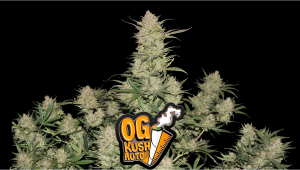 OG Kush Auto Cannabis Strain Week-by-Week Guide