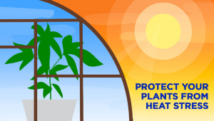 How To Protect Autoflower Strains From Heat Stress