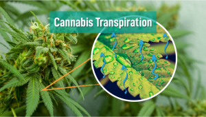 Cannabis Transpiration: How to Improve Plant Growth