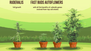 Czym Są Automatycznie Kwitnące Konopie? Elementarz Fast Buds