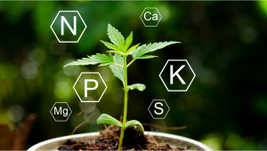 Nutrizione della Cannabis: Cosa sono I Macronutrienti