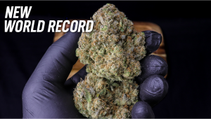 New World Record of THC Levels in Autoflowers Has Been Set