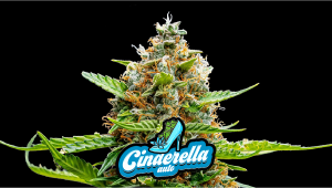 Cinderella Auto Cannabis Strain Week-By-Week Guide