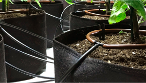 Automatic Drip Irrigation Setup for Indoor Cannabis Grow