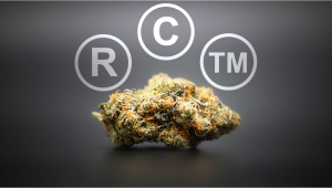 The Future of Intellectual Property Rights (IPRs) In The Cannabis Market