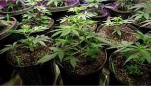 Types of containers for growing autoflowering cannabis