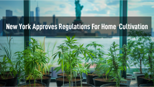 New York Regulators Approve Regulations For Home Cannabis Cultivation