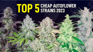 Top 5 Cheap Autoflowering Seeds