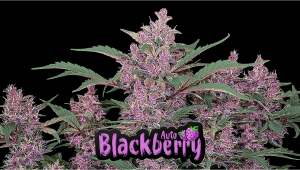 Blackberry Auto Cannabis Strain Week-by-Week Guide