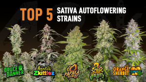 The Top 5 Best Sativa Autoflower Strains