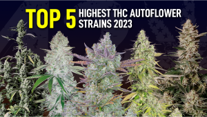 Top 5 Highest THC Autoflowering Strains