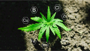 Nutrizione della Cannabis: Cosa sono i Micronutrienti 